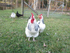 Sussex Rooster and Hen