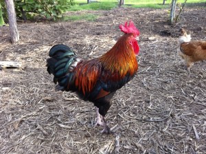 French Maran Rooster