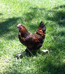 Golden Laced Wyandotte