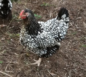 Silver Laced Wyandotte