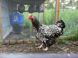 Silver Laced Wyandotte