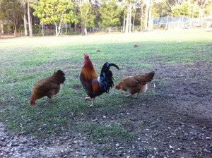 Sicilian Buttercup Rooster and Hens